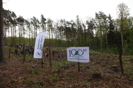 Sadzenie lasu z okazji obchodów 100-lecia Lasów Państwowych