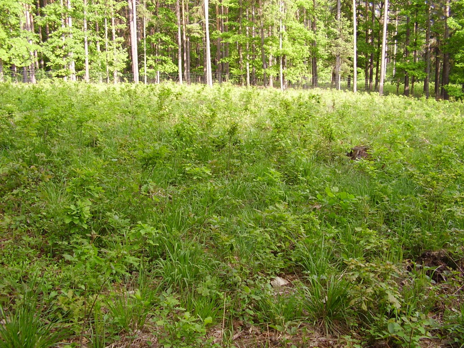 Sztuczne odnowienie lasu dębem na gniazdach  Fot. Roman Warzecha