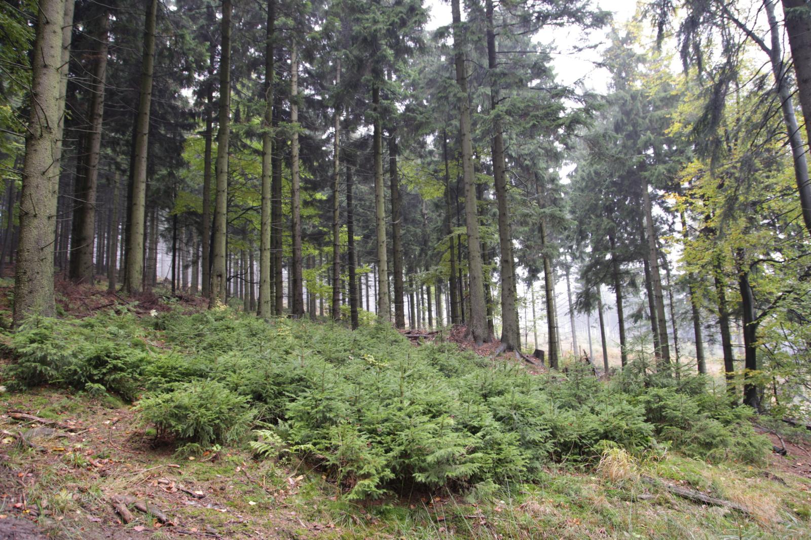 Płat odnowienie naturalnego lasu świerkiem,  Fot. Roman Warzecha