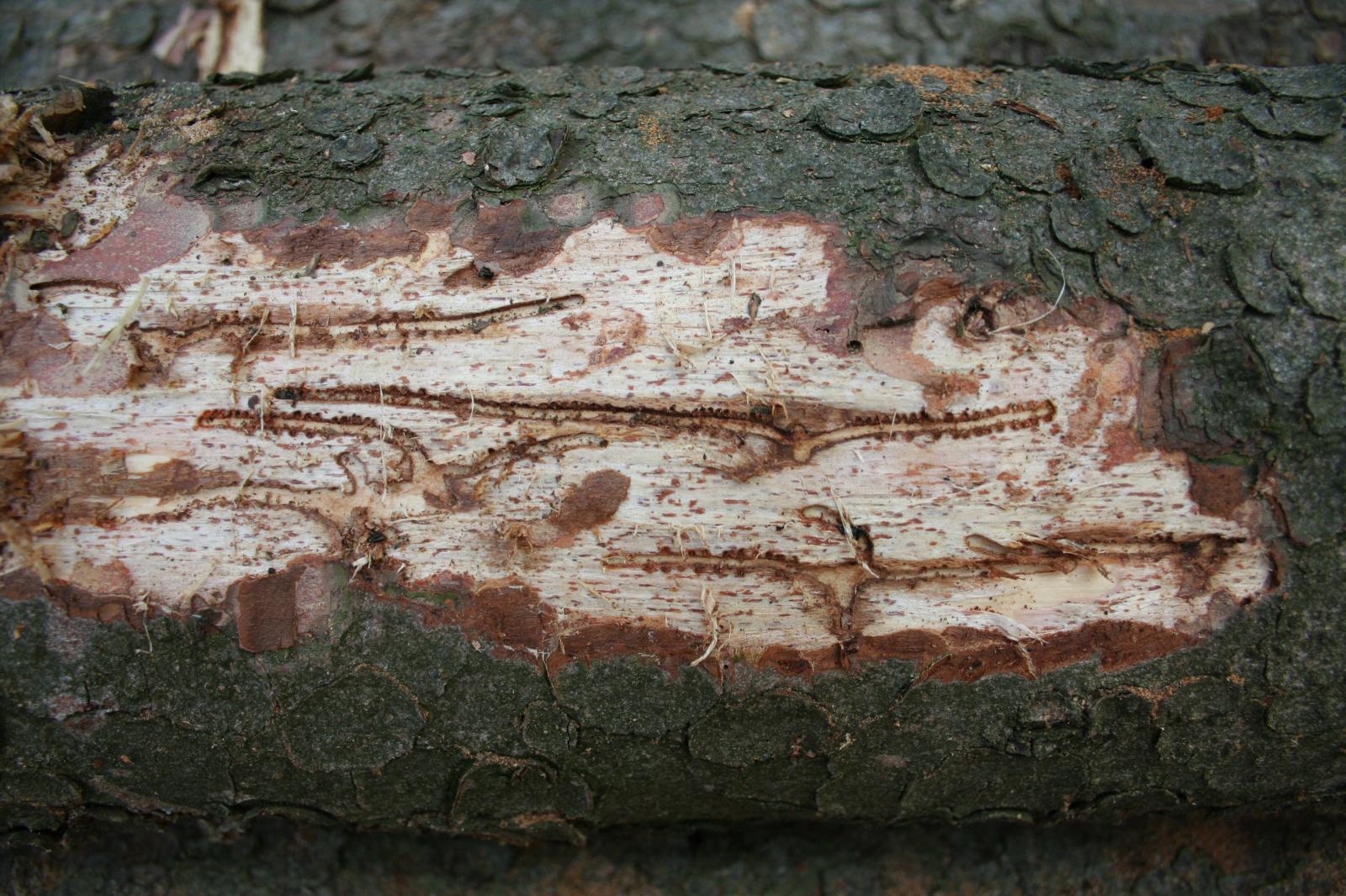 Żer Kornika drukarza. Fot. Roman Warzecha