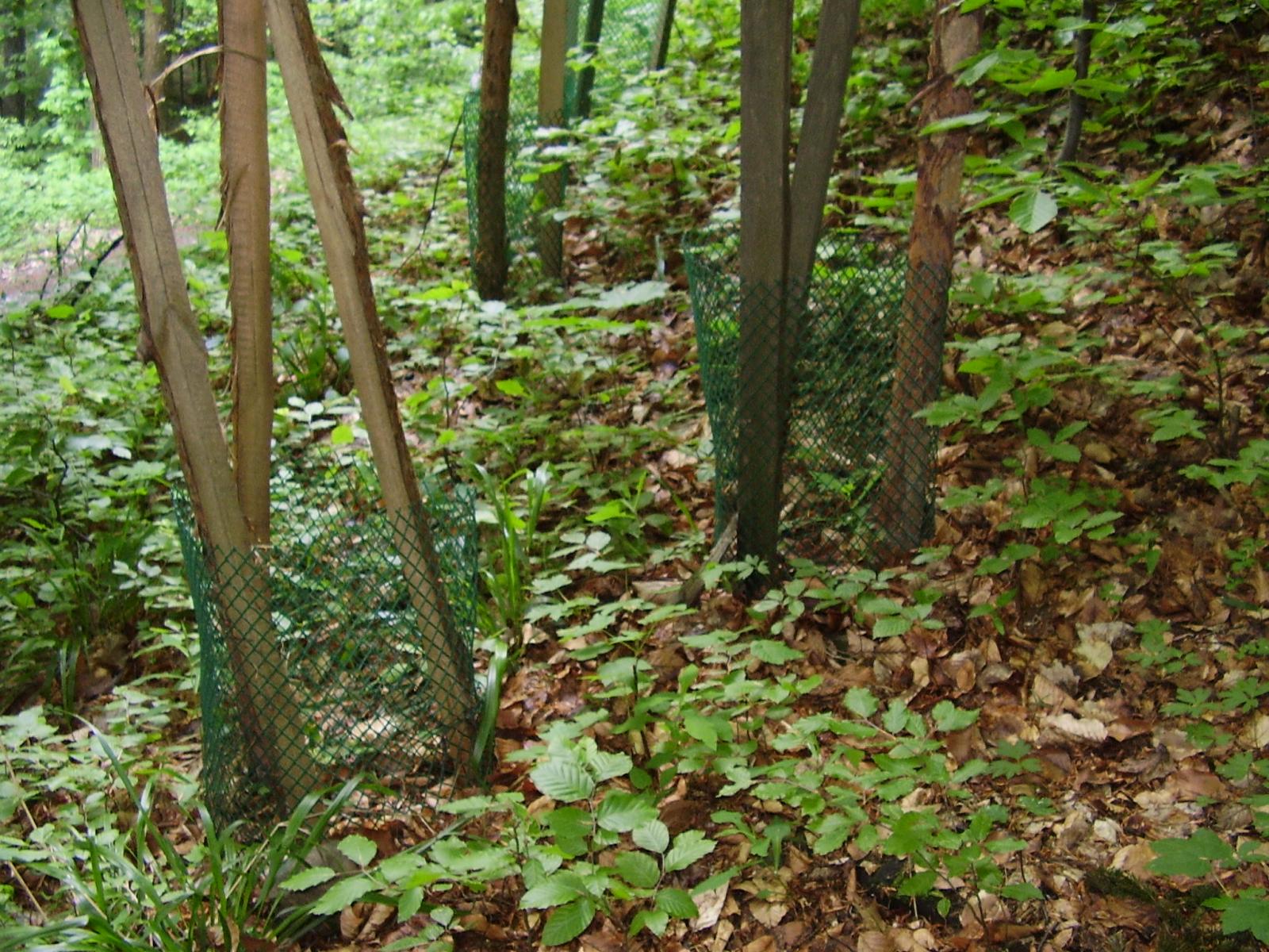 Ochrona indywidualna siewek  cisa w rezerwatach. Fot archiwum nadleśnictwa