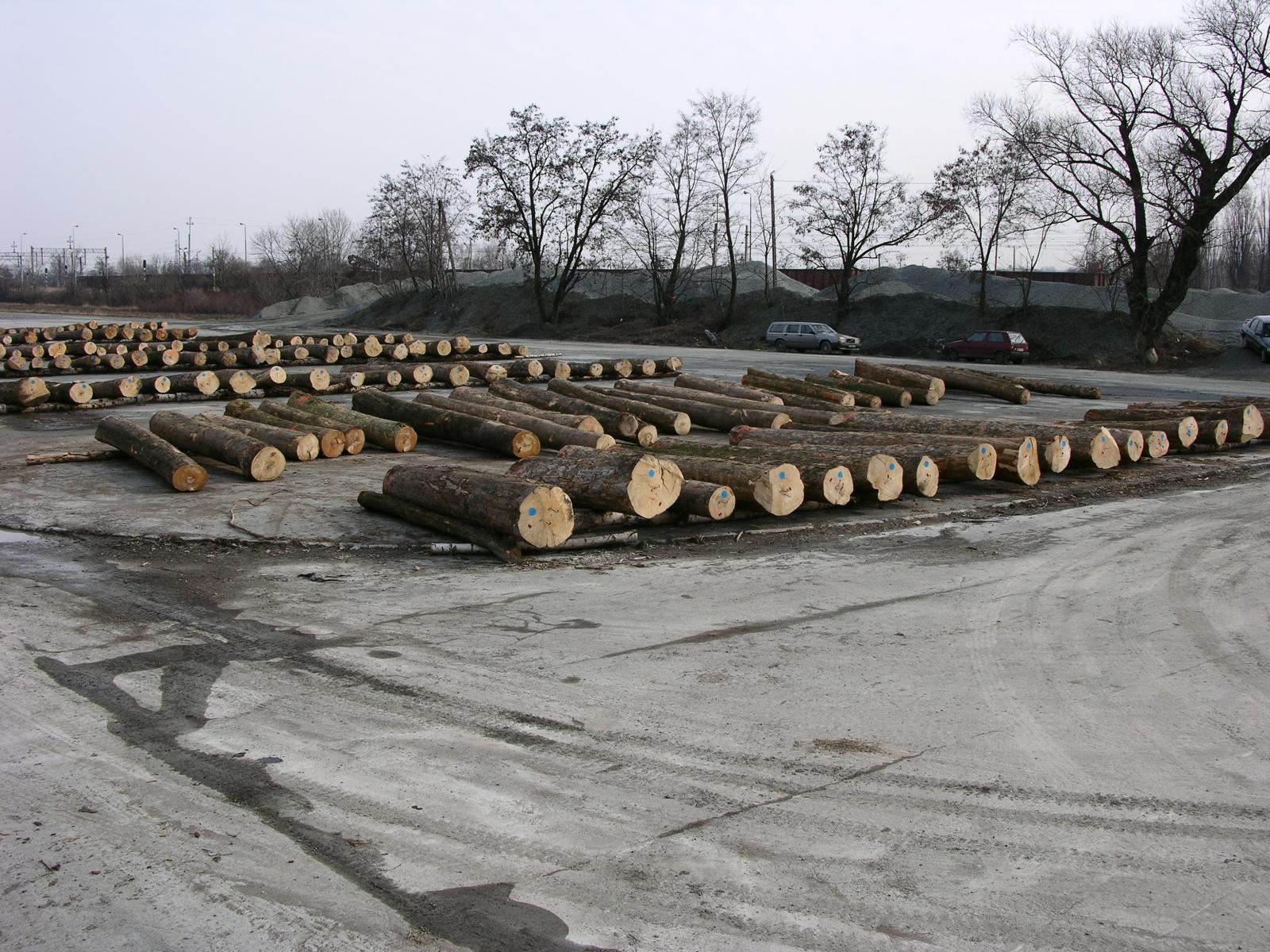 Aukcja drewna Fot. Roman Warzecha