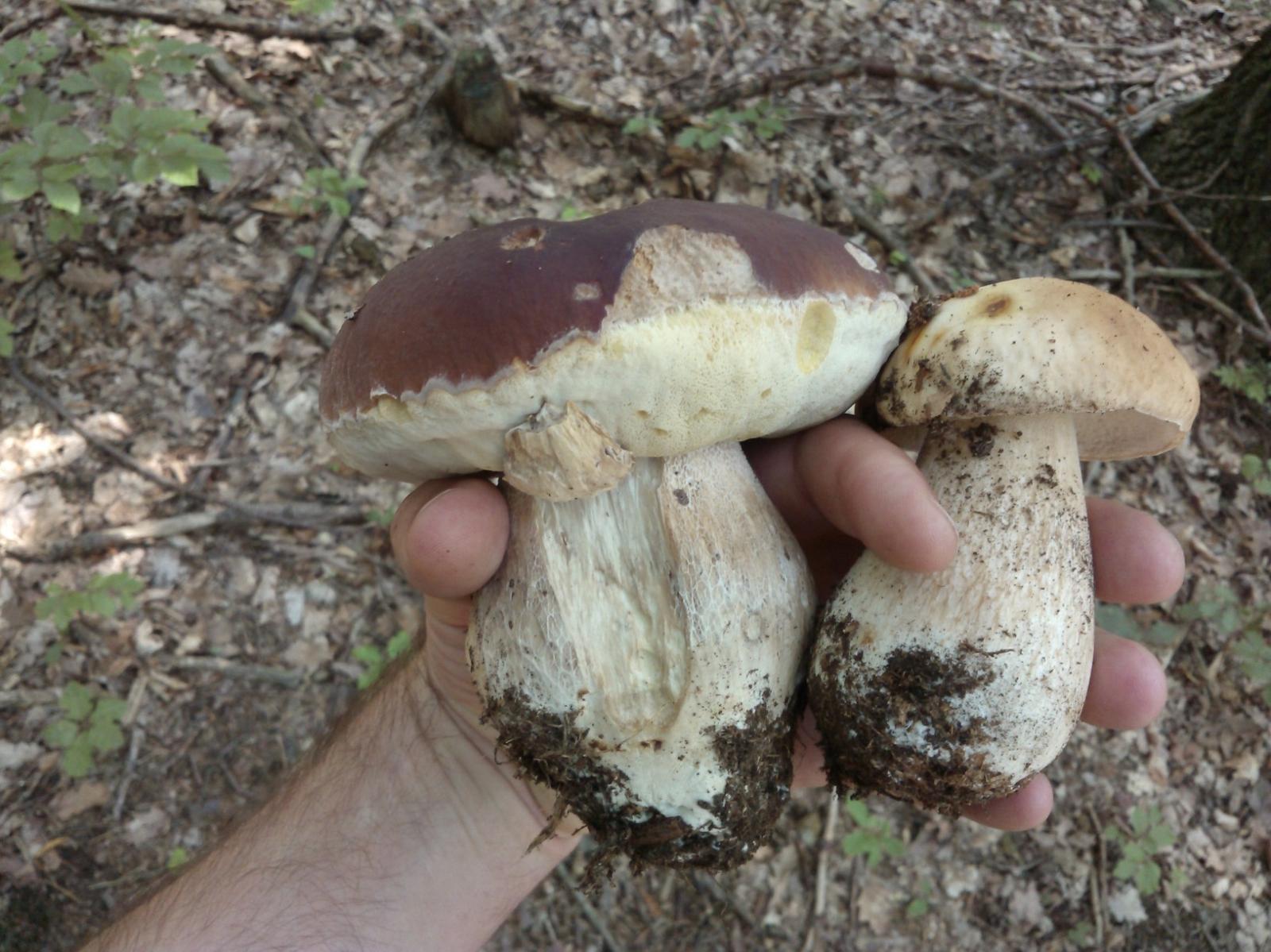 Użytki uboczne, Jakie śliczne i smaczne!! Fot. Roman Warzecha