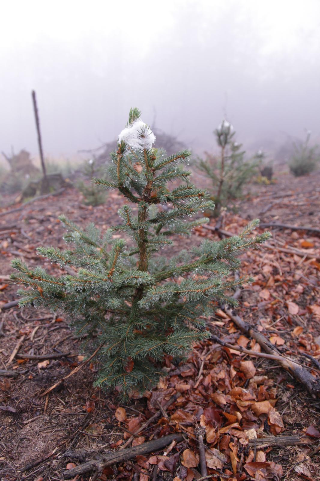 Ochrona upraw przed zgryzaniem przez zwierzynę przez pakułowanie. Fot Roman Warzecha