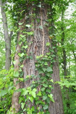 bluszcz L-ctwo Błotnica.JPG