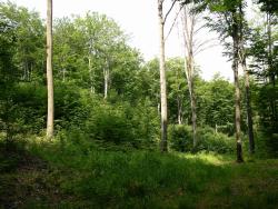 odnowienie naturalne BK l-ctwo Tarnawa.JPG