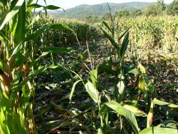 szkody łowiecki kukurydza l-ctwo grodziszcze.JPG