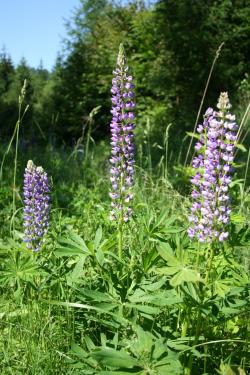 łubin L-ctwo Złoty Stok.JPG