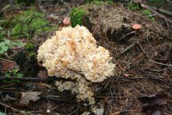 szmaciak l-ctwo tarnawa.JPG