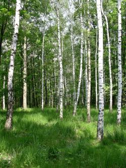 d-stan do przebudowy l-ctwo Tarnawa.JPG