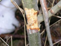 szkody łowieckie gryzonie.JPG