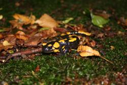 salamandra plamista l-ctwo Opolnica.JPG