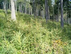 odnowienie naturalne SW l-ctwo Grodziszcze.JPG