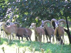 muflony1.JPG