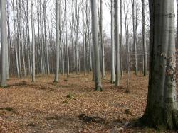 buczyna l-ctwo Opolnica.JPG