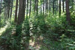 odnowienie naturalne daglezji L-ctwo Złoty Stok.JPG