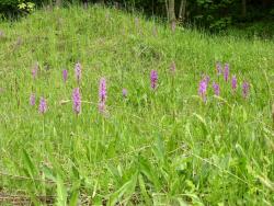 hałda storczykowa storczyk męski l-ctwo Złoty Stok.JPG